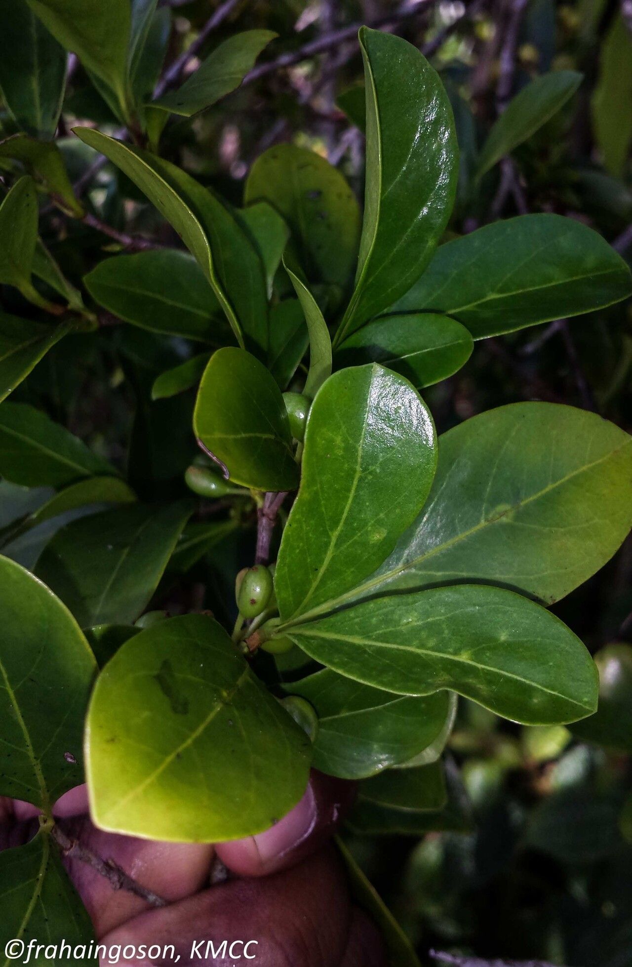 Pyrostria media — houseplant care guide