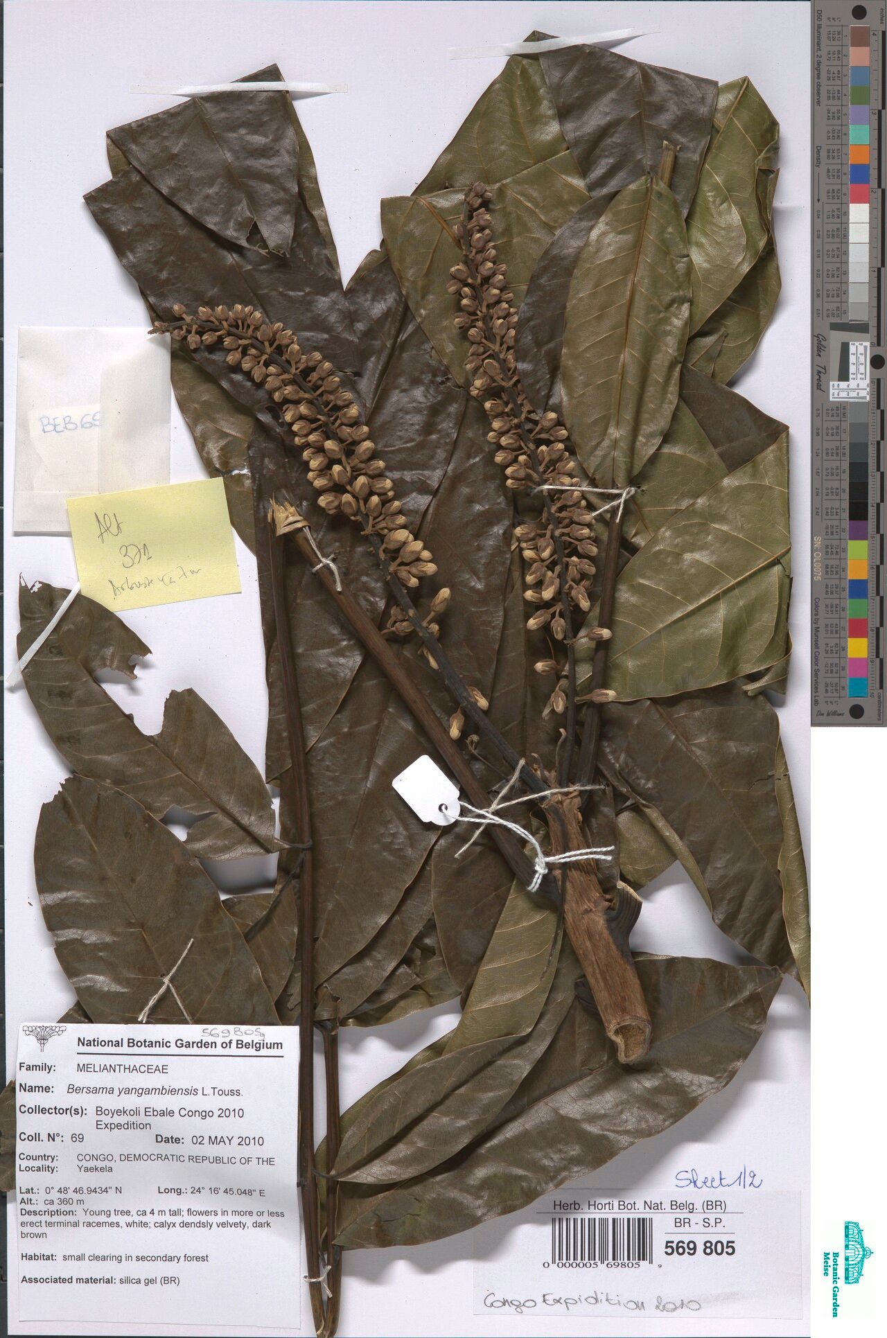 Bersama yangambiensis other