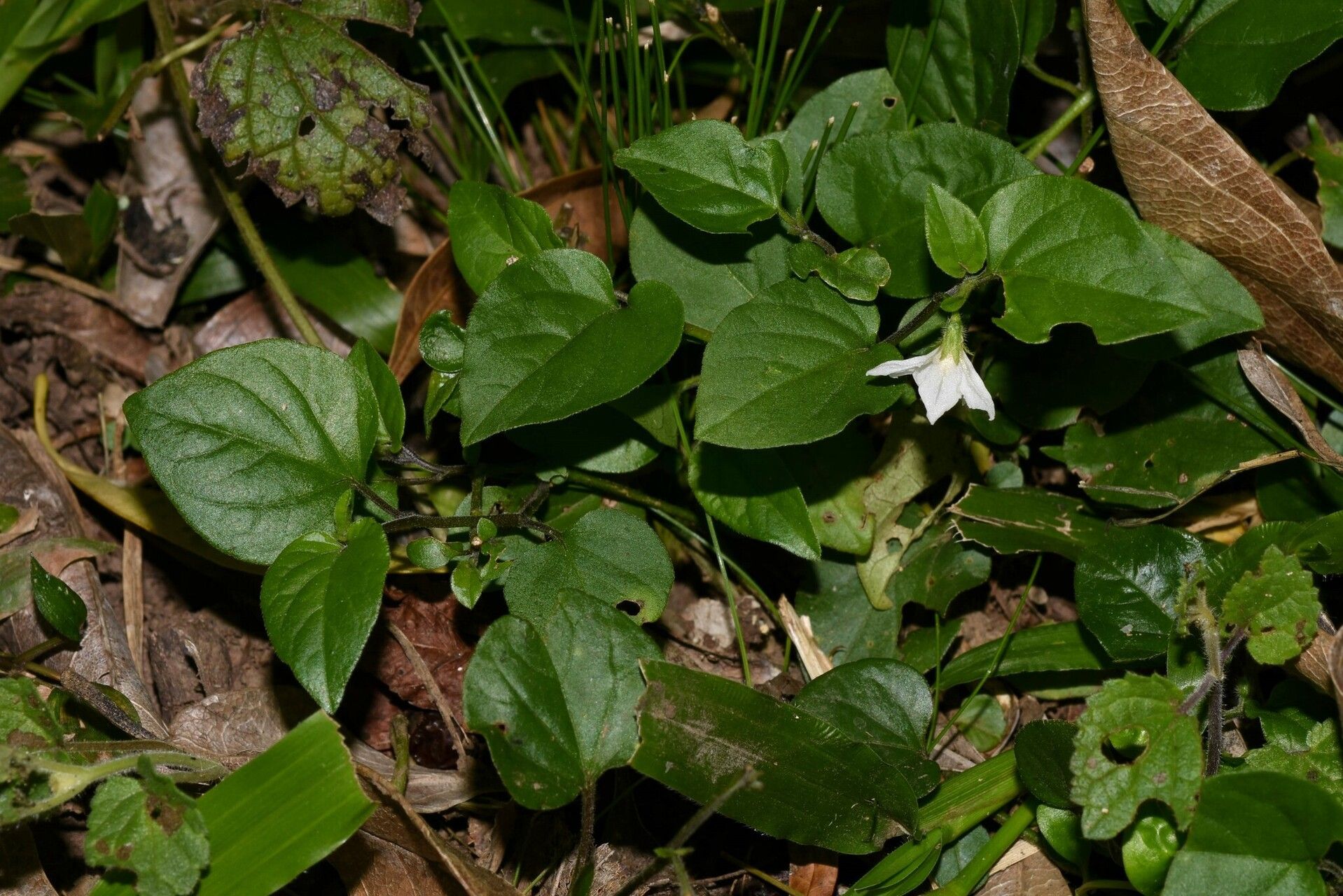 Solanum adscendens habit