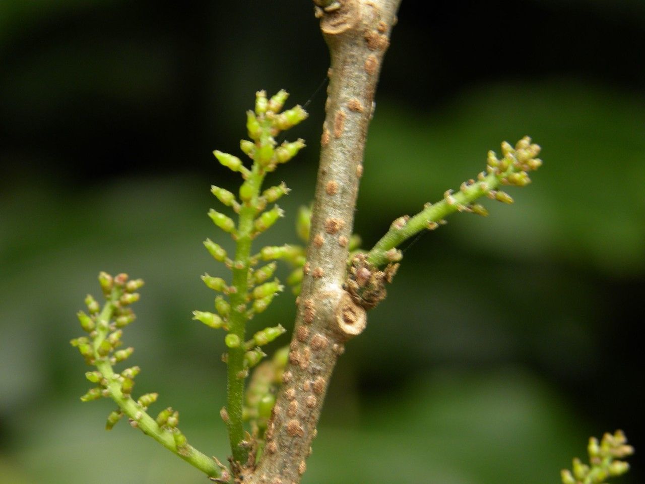 Antidesma madagascariense flower