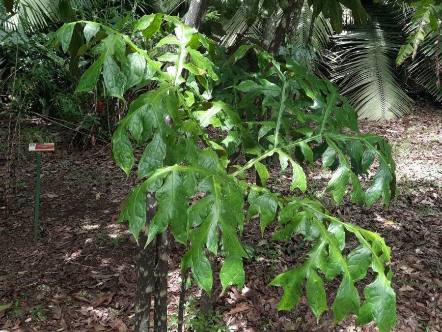 Dracontium gigas leaf