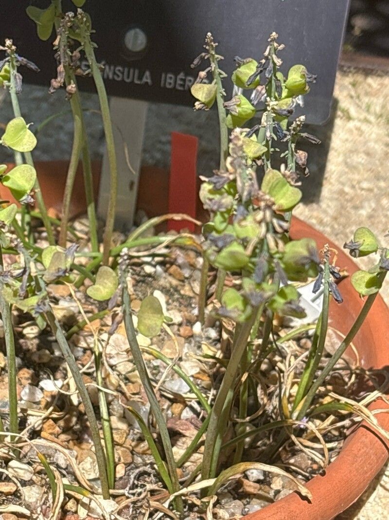 Muscari atlanticum fruit