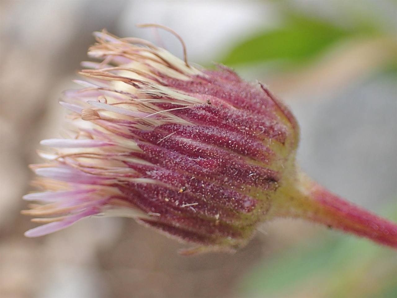 Erigeron alpinus fruit