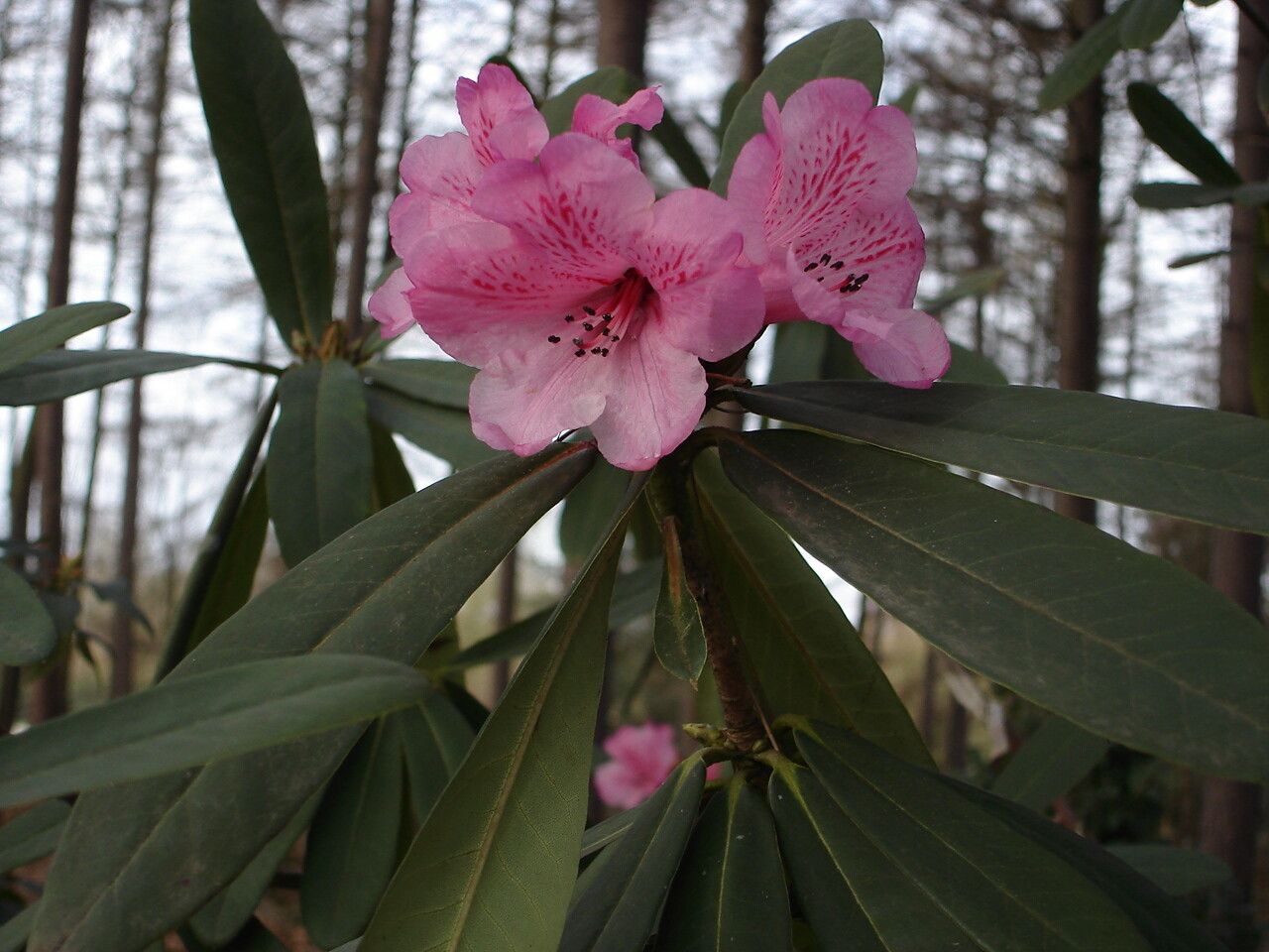 Rhododendron faucium — houseplant care guide