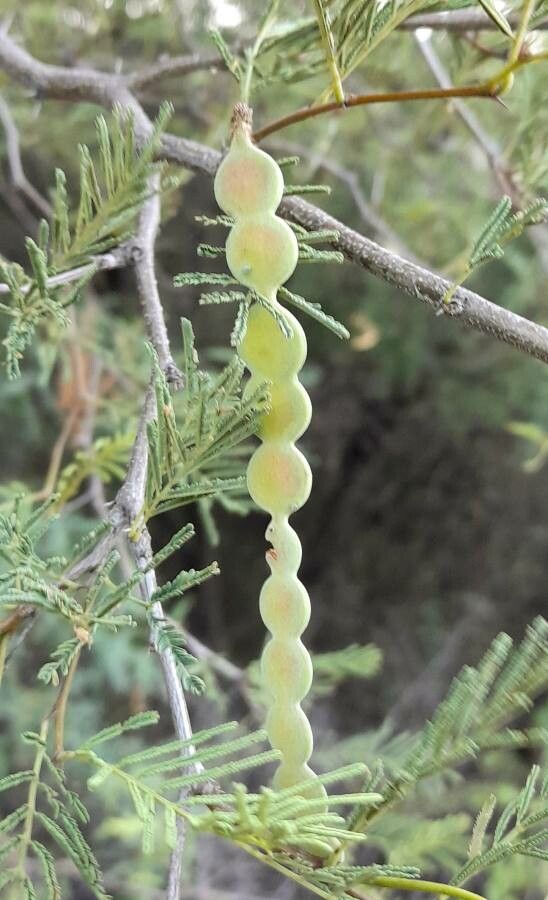 Vachellia aroma fruit