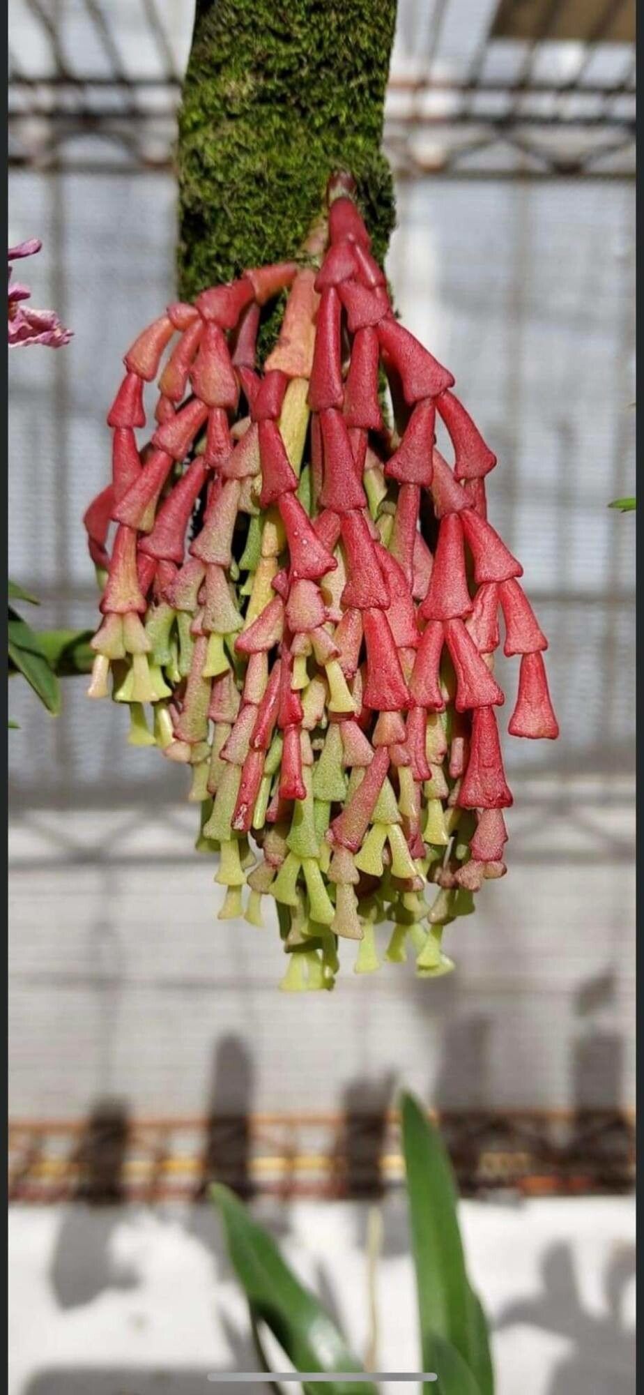 Hatiora epiphylloides