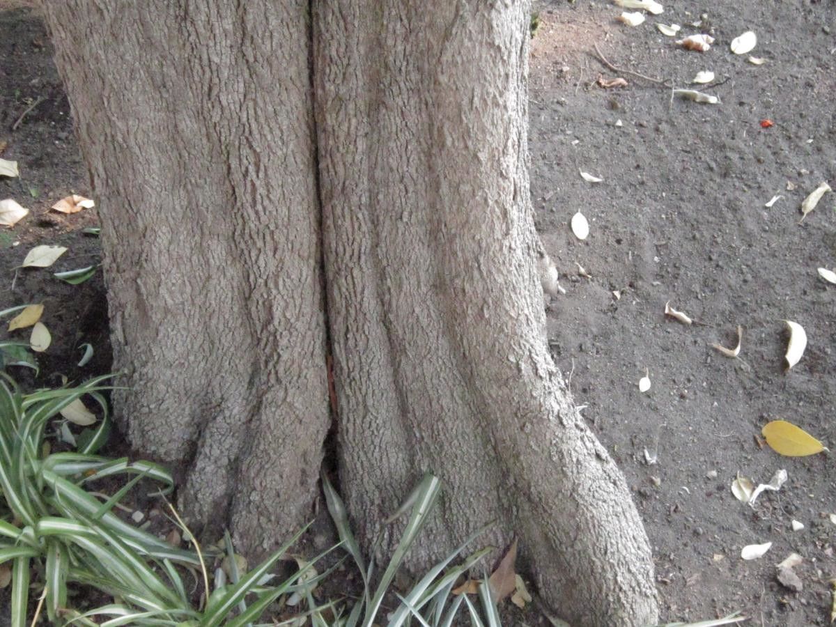 Lagunaria patersonii bark