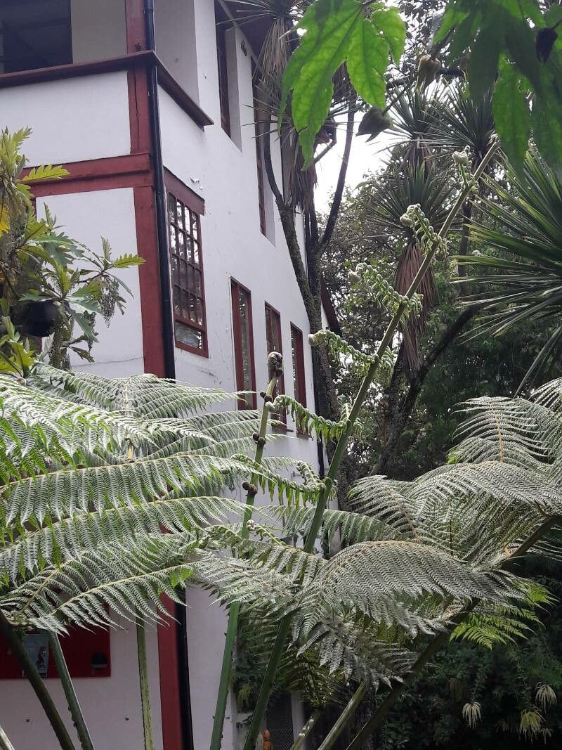 Balantium antarcticum flower