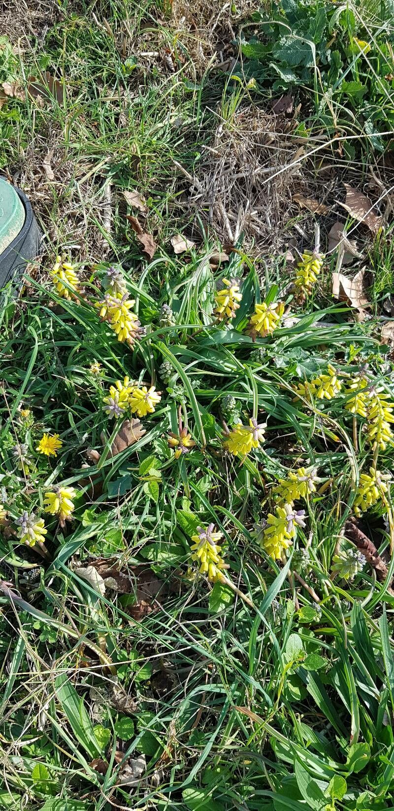Muscarimia macrocarpa habit