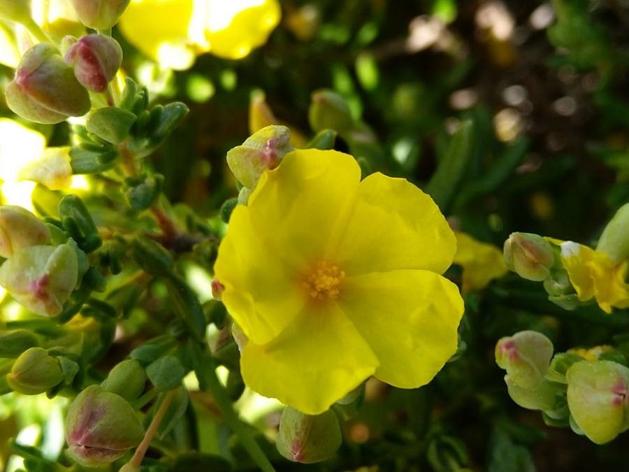 Cistus calycinus flower