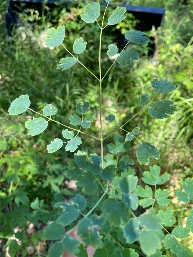 Thalictrum occidentale leaf