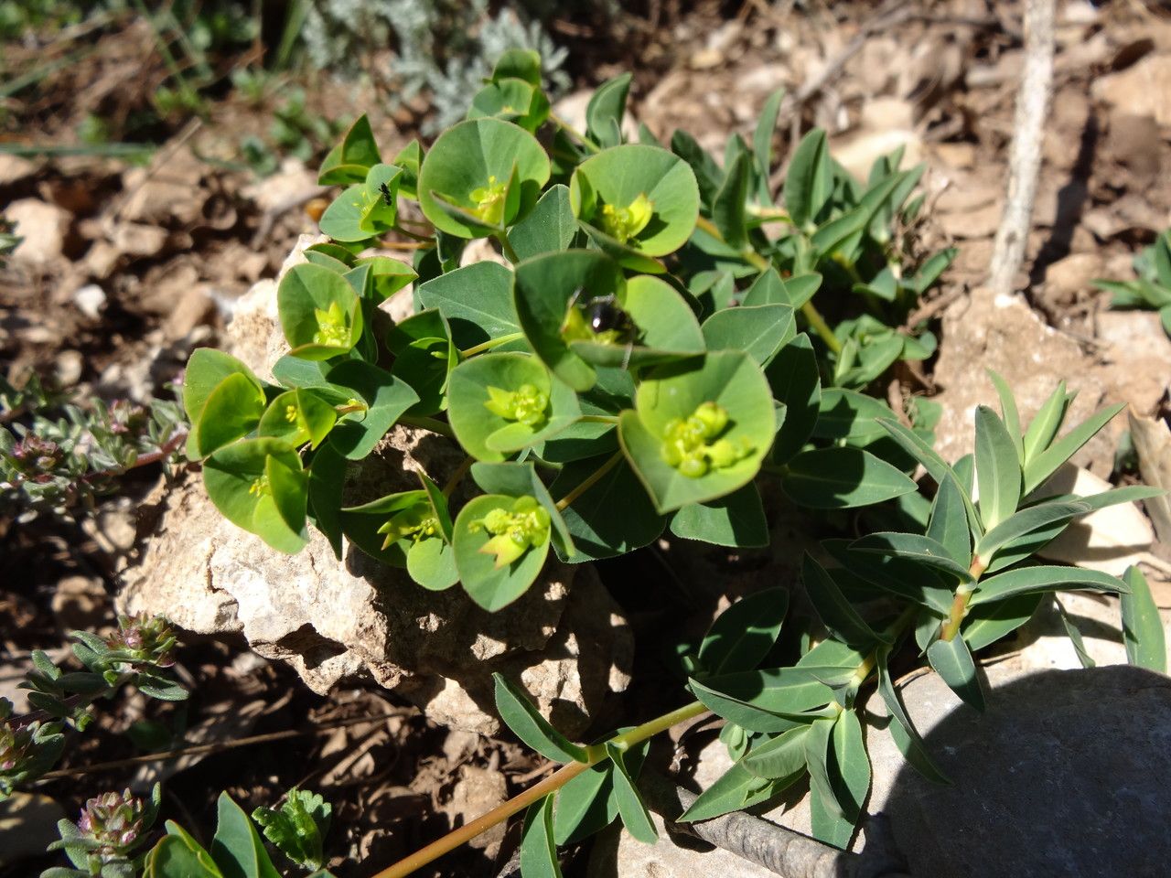 Euphorbia duvalii flower