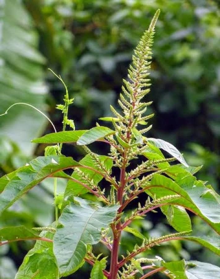 Amaranthus dubius flower