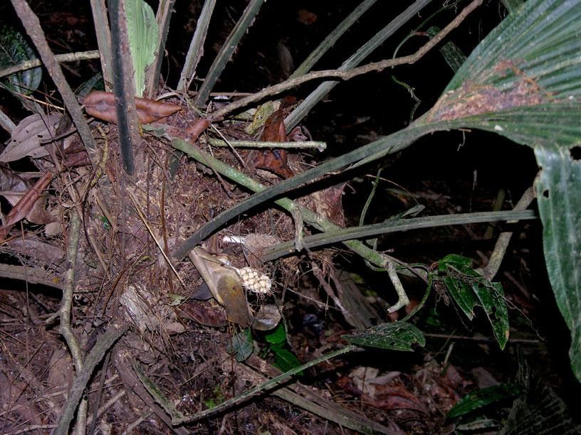 Asplundia sleeperae bark