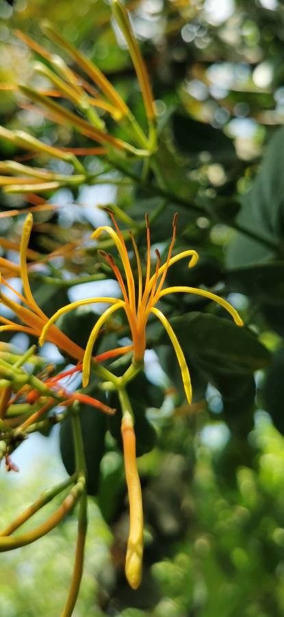 Psittacanthus rhynchanthus flower