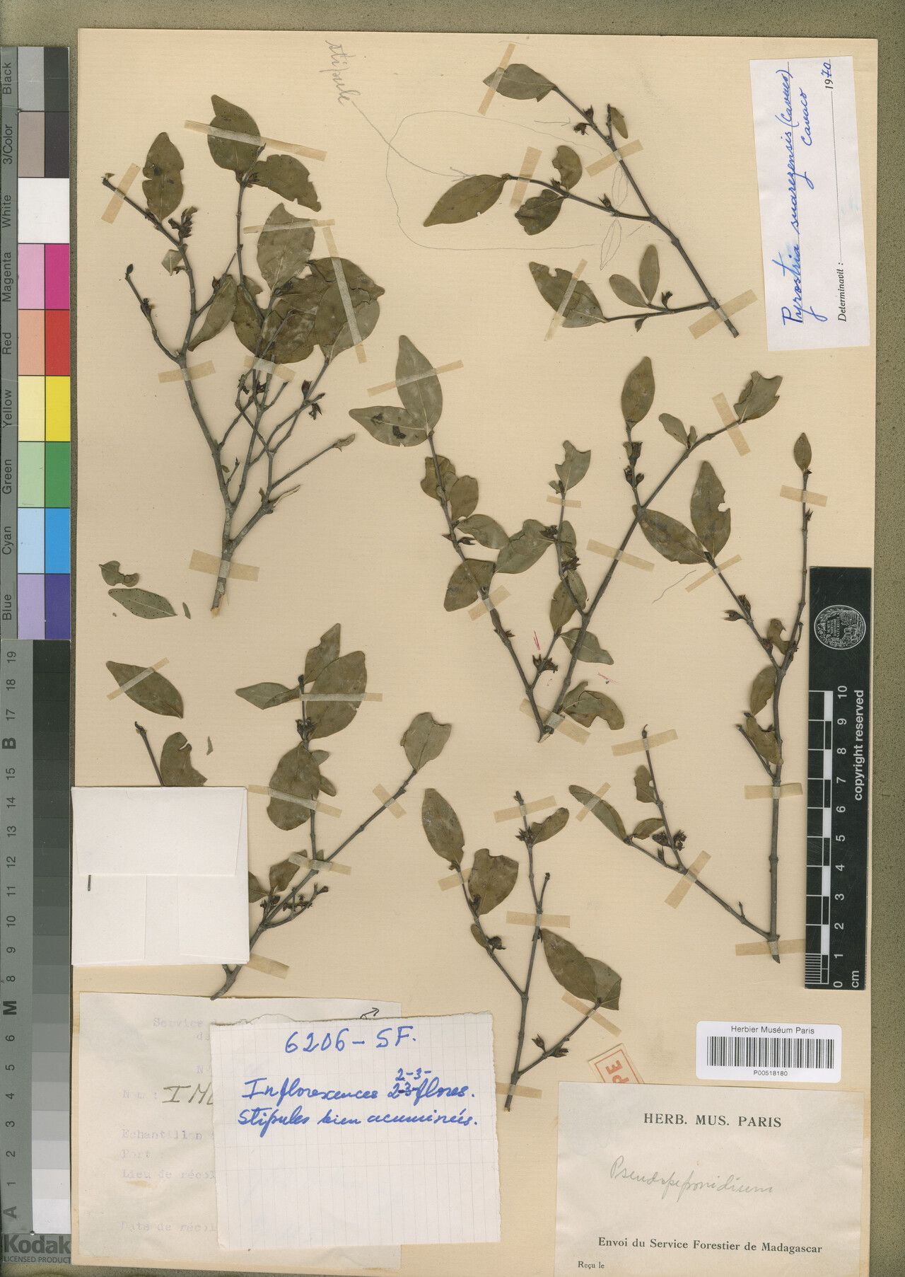 Pyrostria suarezensis — houseplant care guide