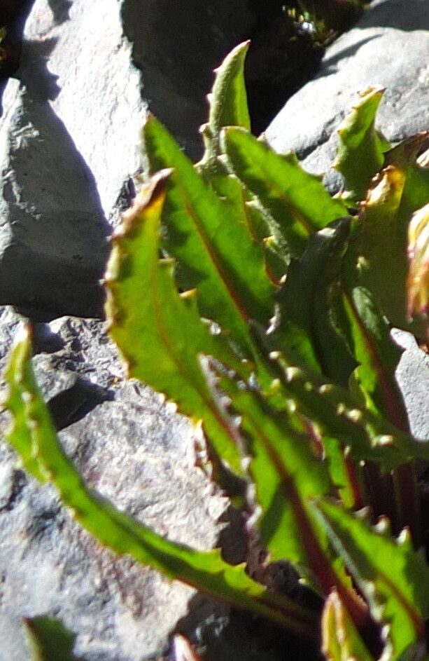 Senecio serratifolius — houseplant care guide