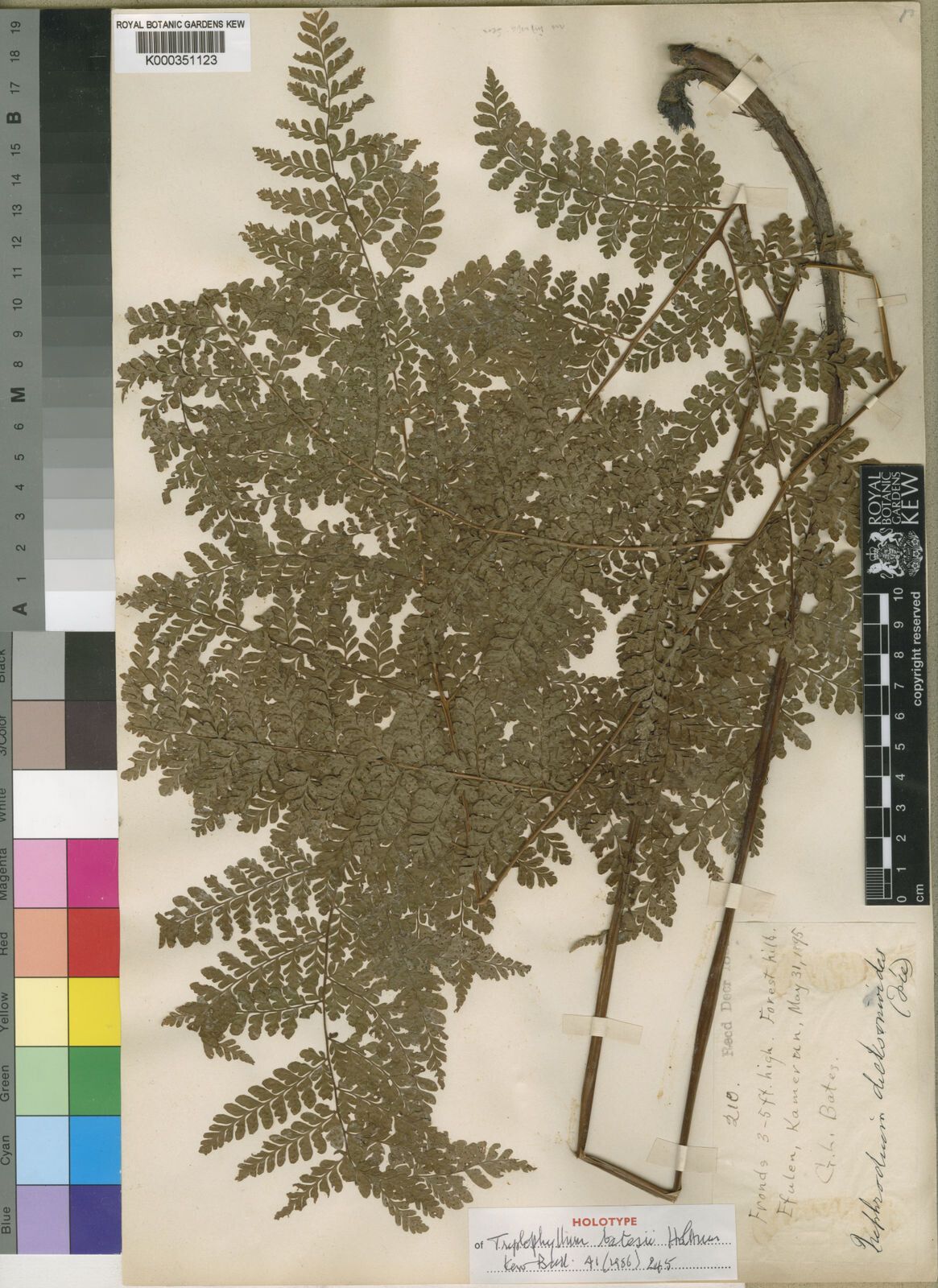 Triplophyllum batesii — related species from the same genus