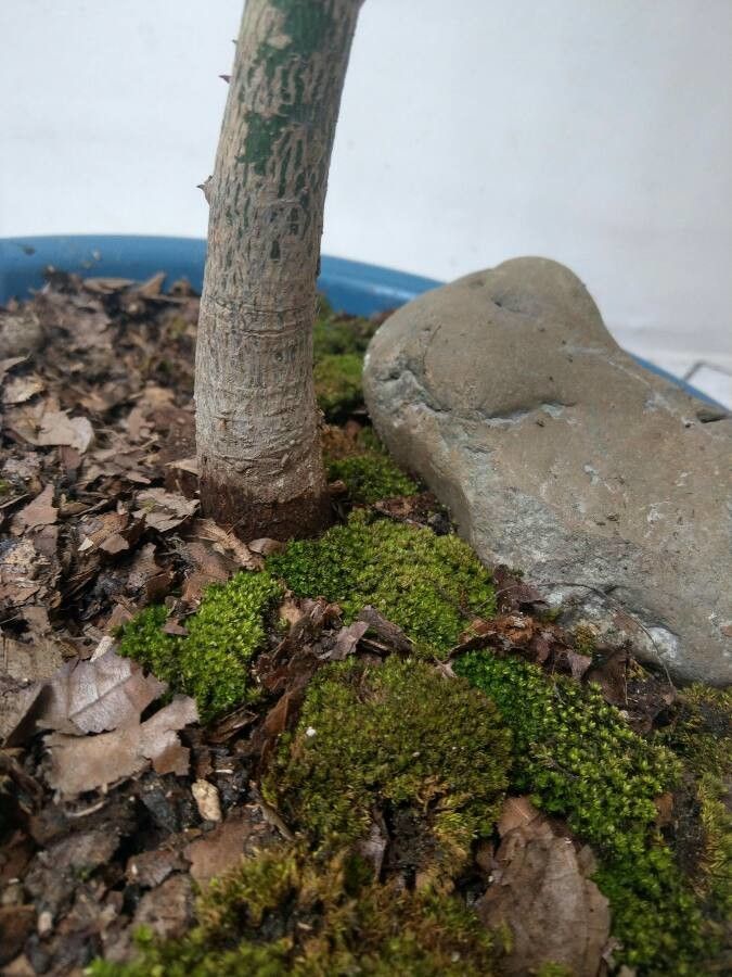 Saxifraga cebennensis bark