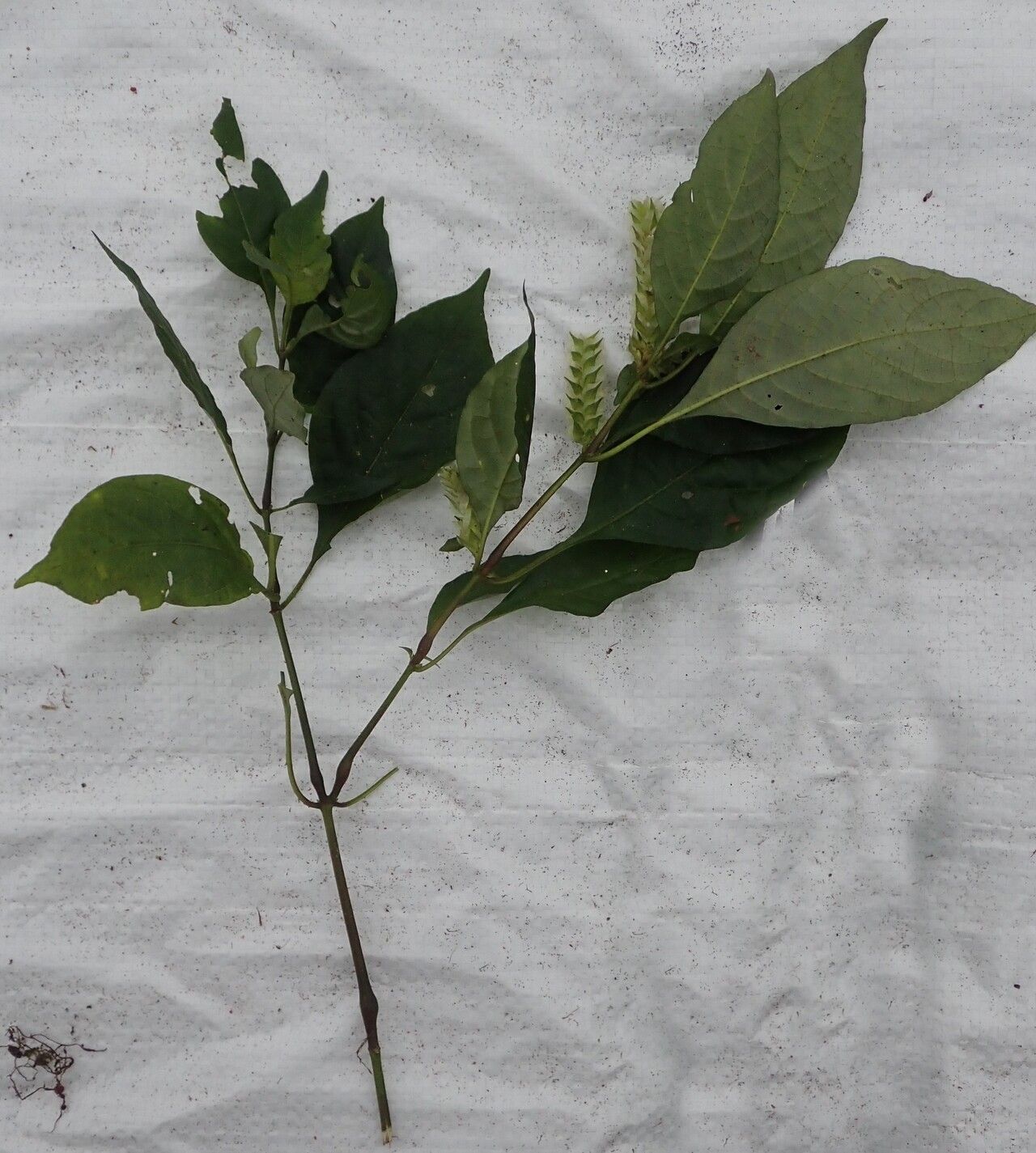 Rungia paxiana habit