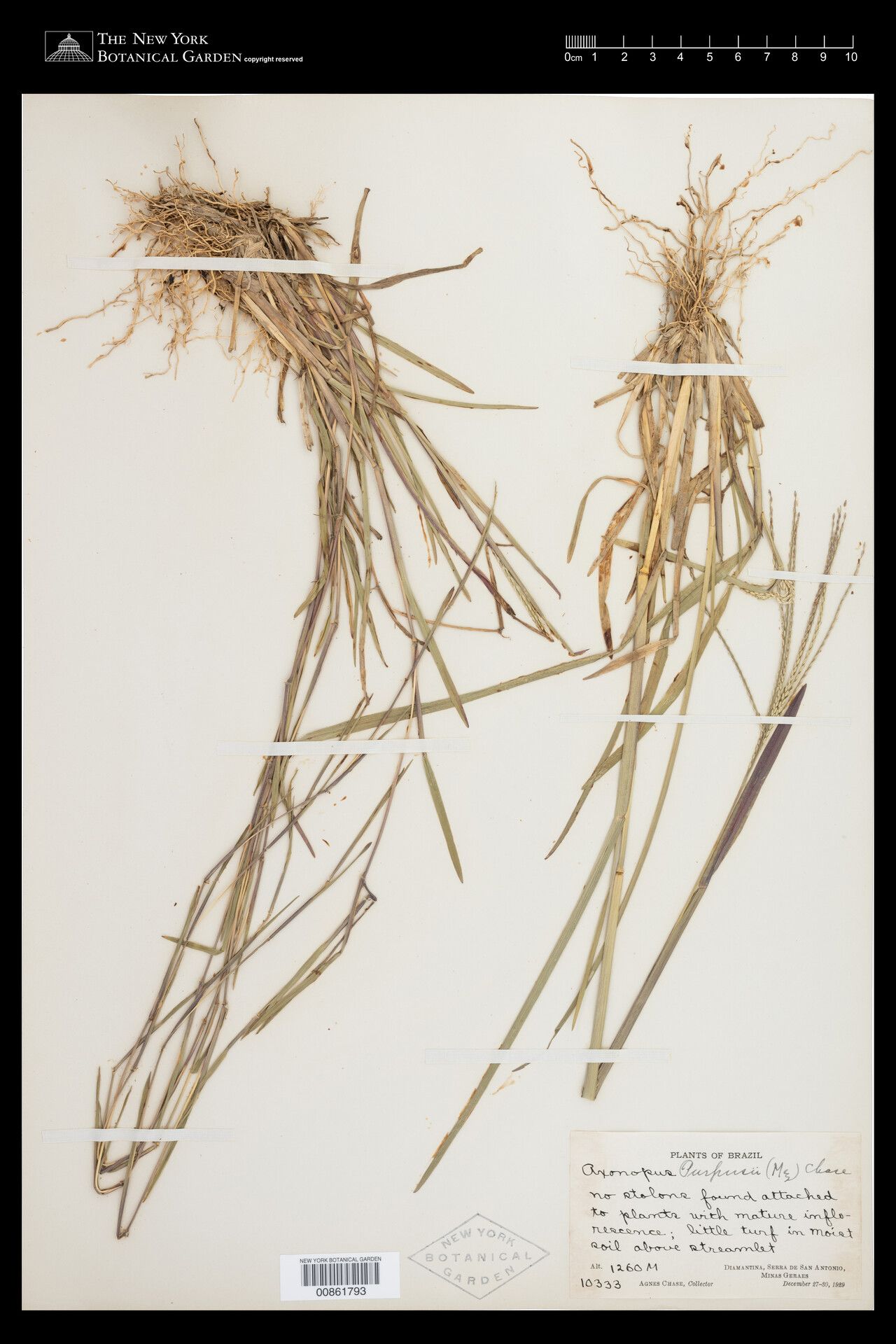 Axonopus purpusii other