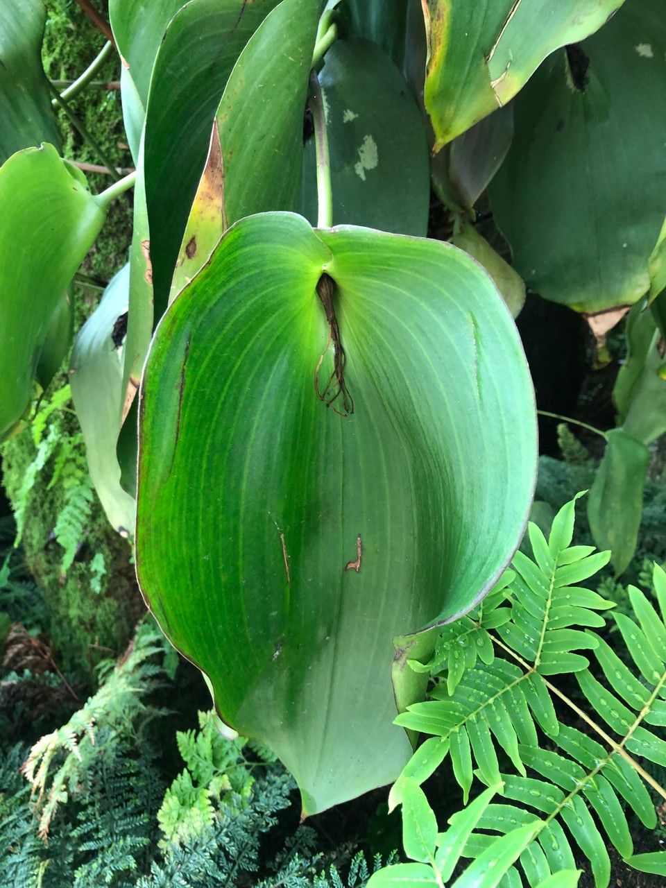 Pleurothallis teaguei fruit