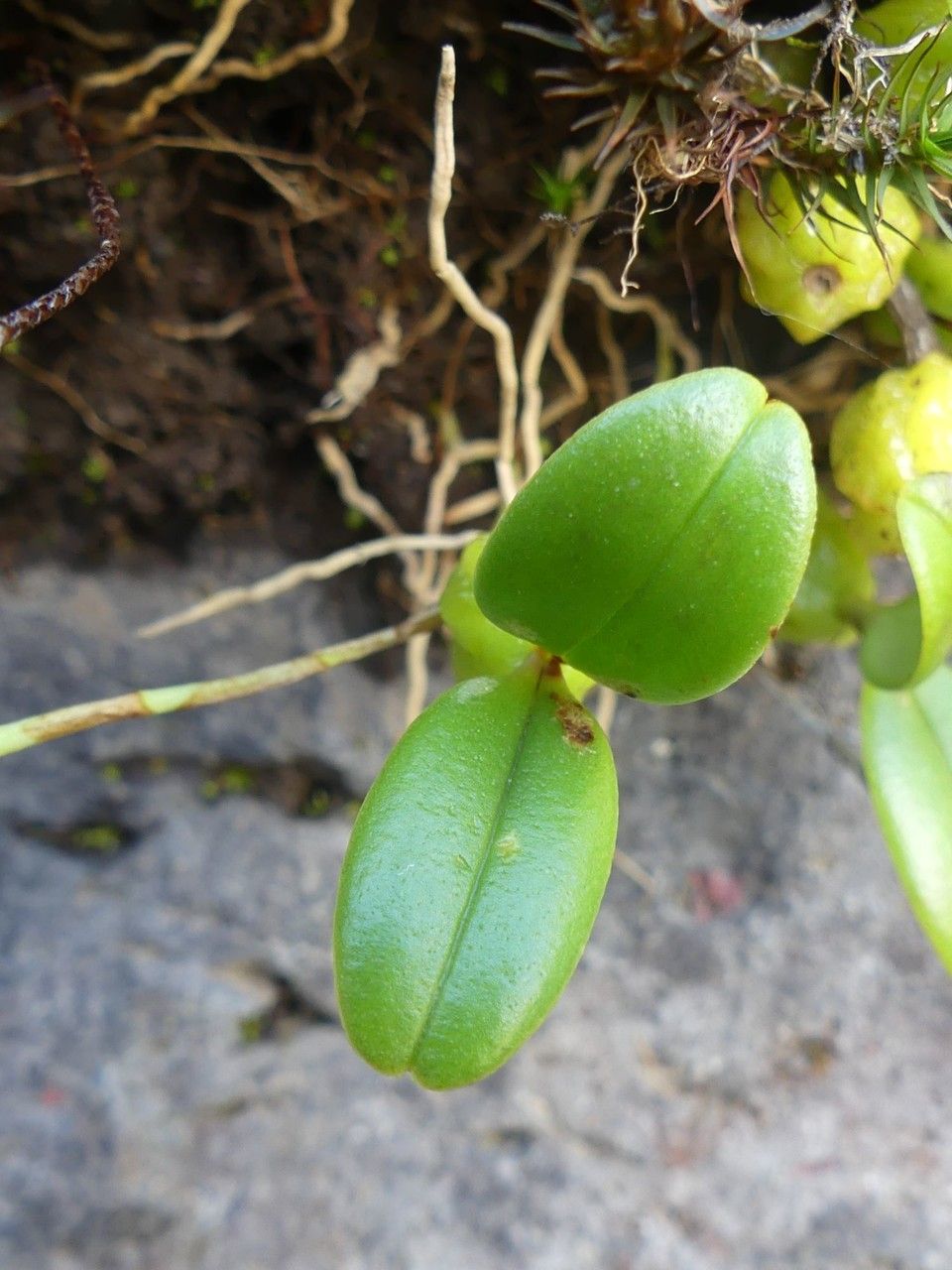 Bulbophyllum nutans leaf