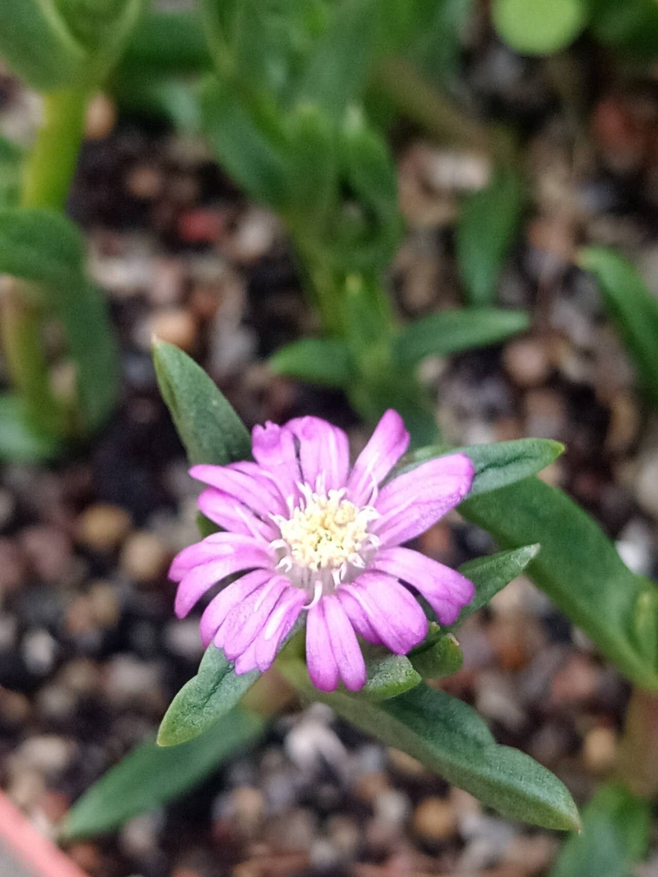 Delosperma mahonii flower
