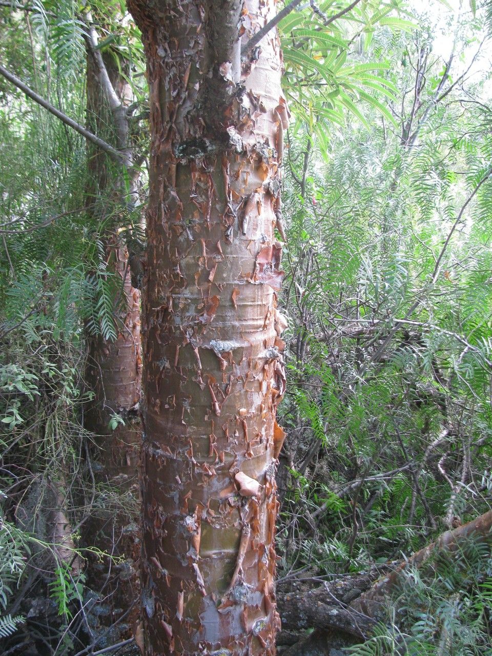 Carica quercifolia bark