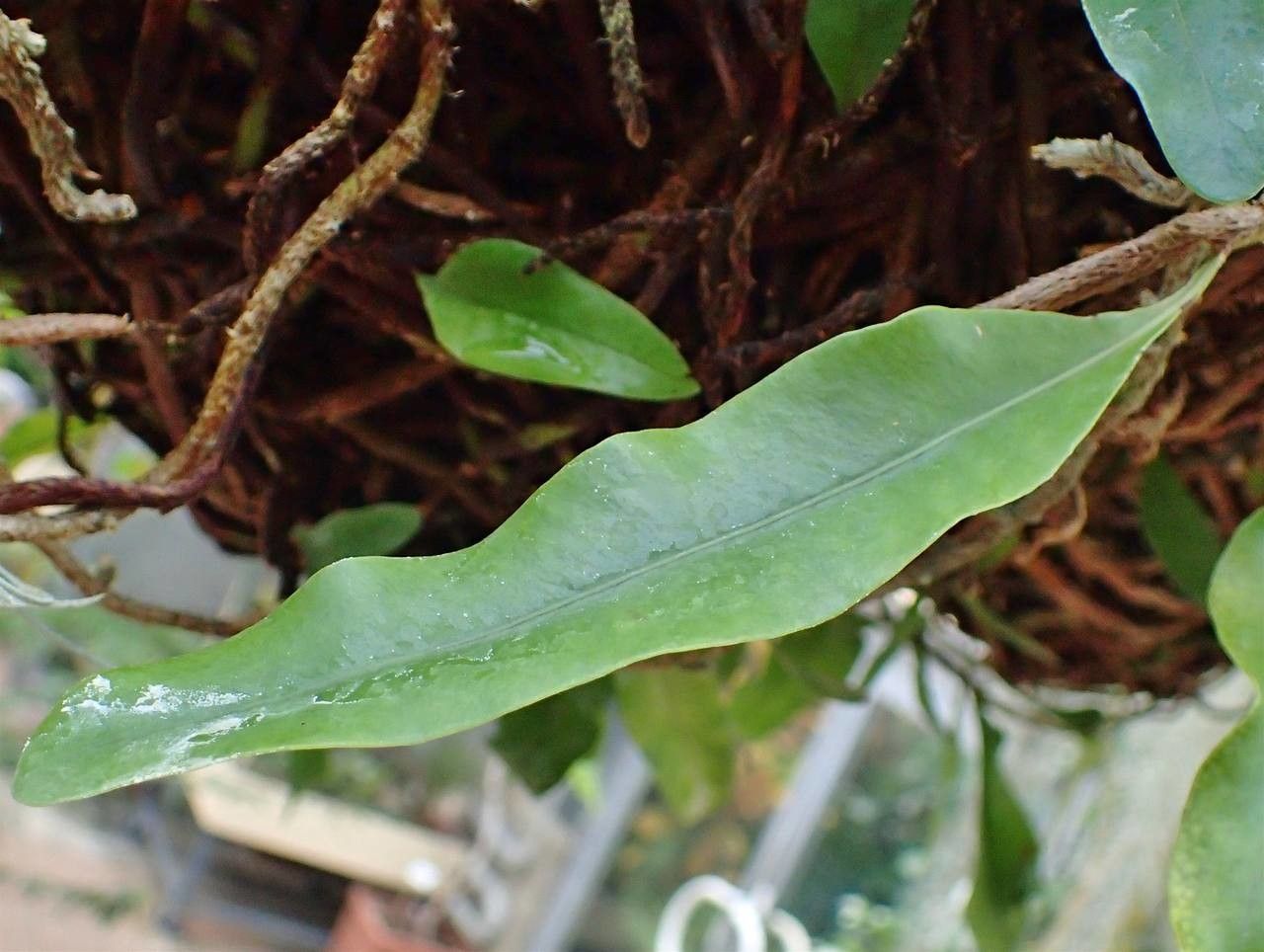Microgramma nitida — houseplant care guide