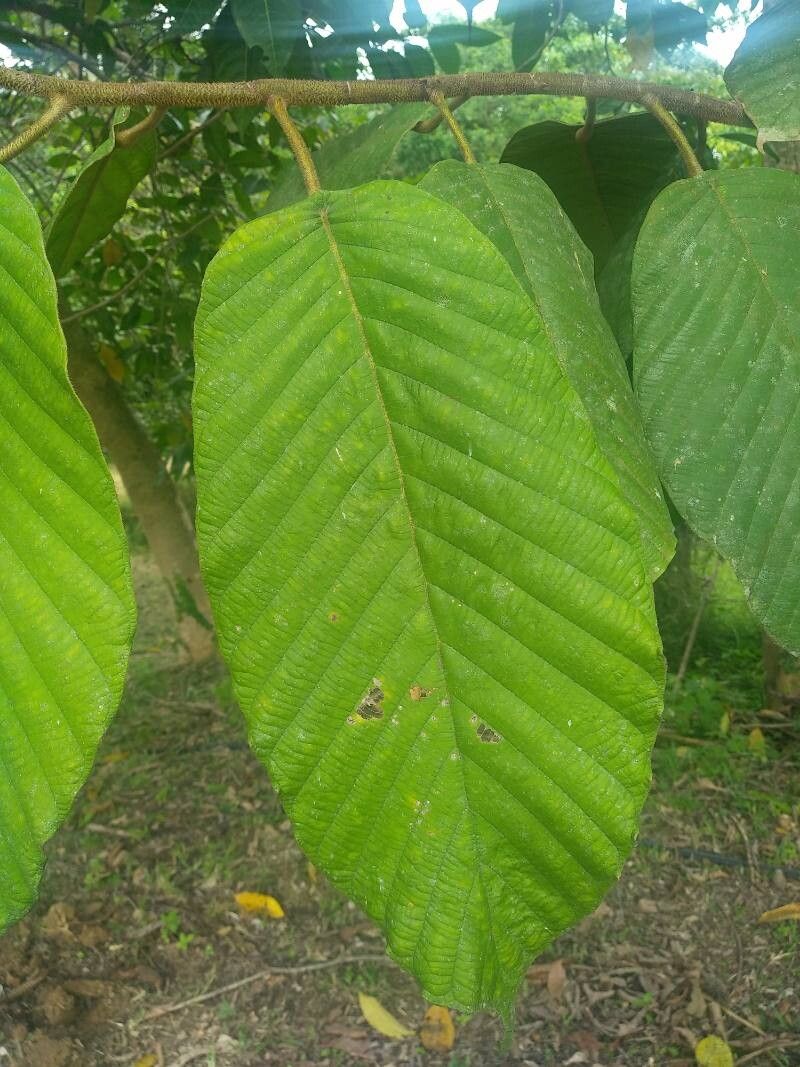 Dipterocarpus confertus — related species from the same genus