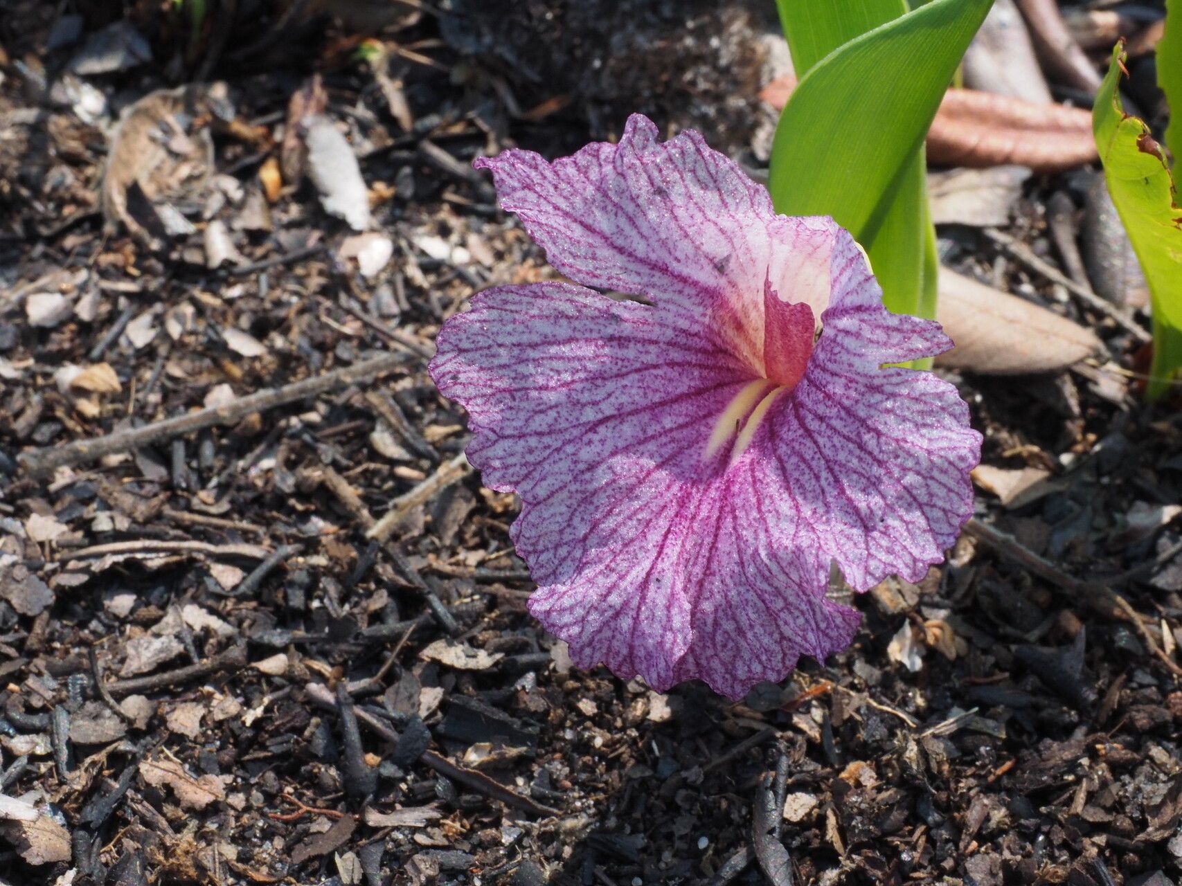 Siphonochilus puncticulatus flower