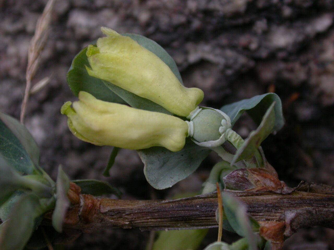 Lonicera obovata habit
