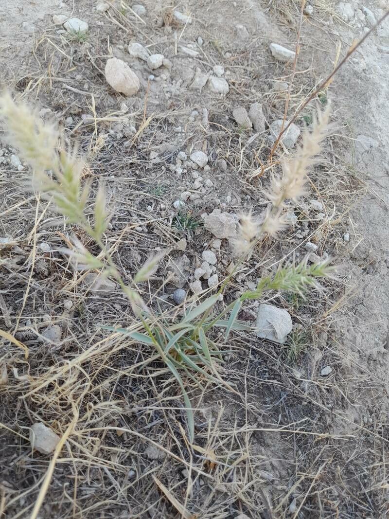 Enneapogon persicus habit