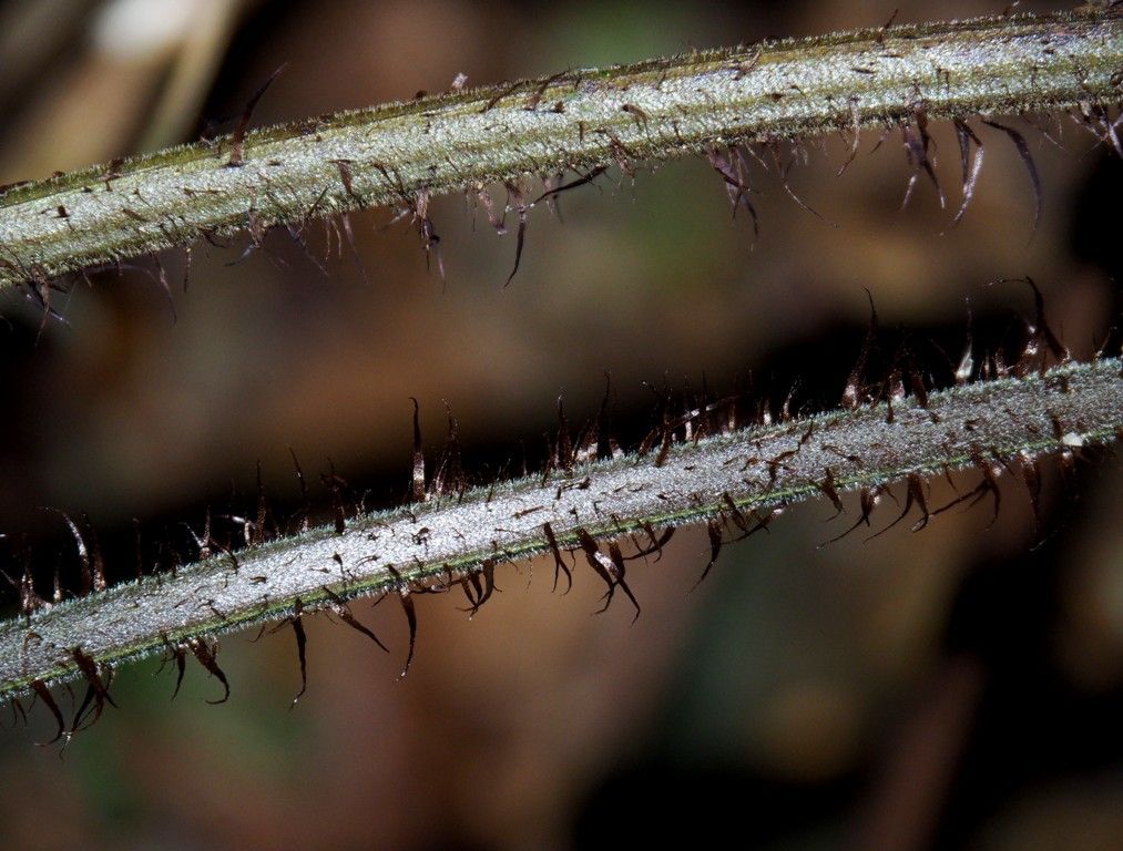 Tectaria pseudosinuata bark