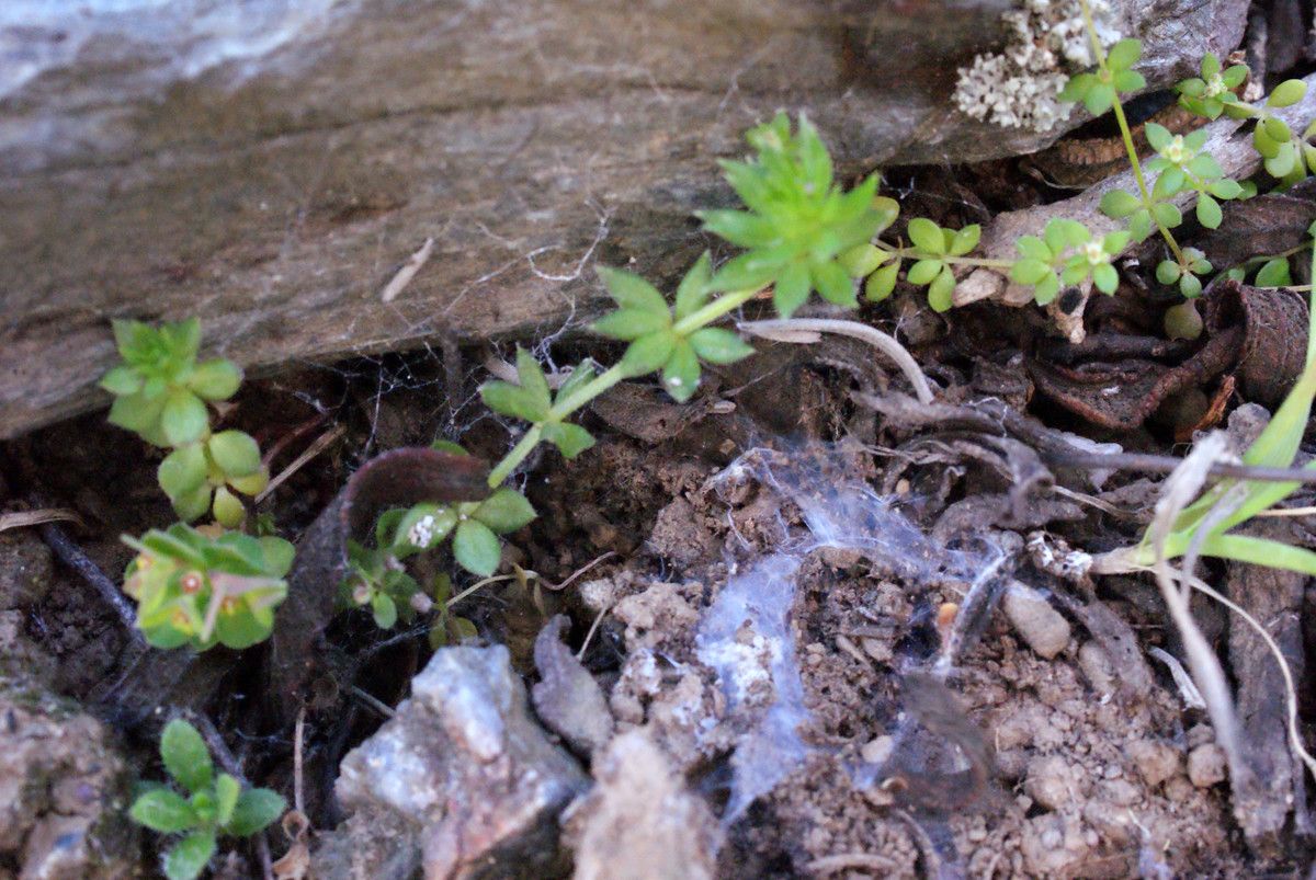 Galium minutulum habit
