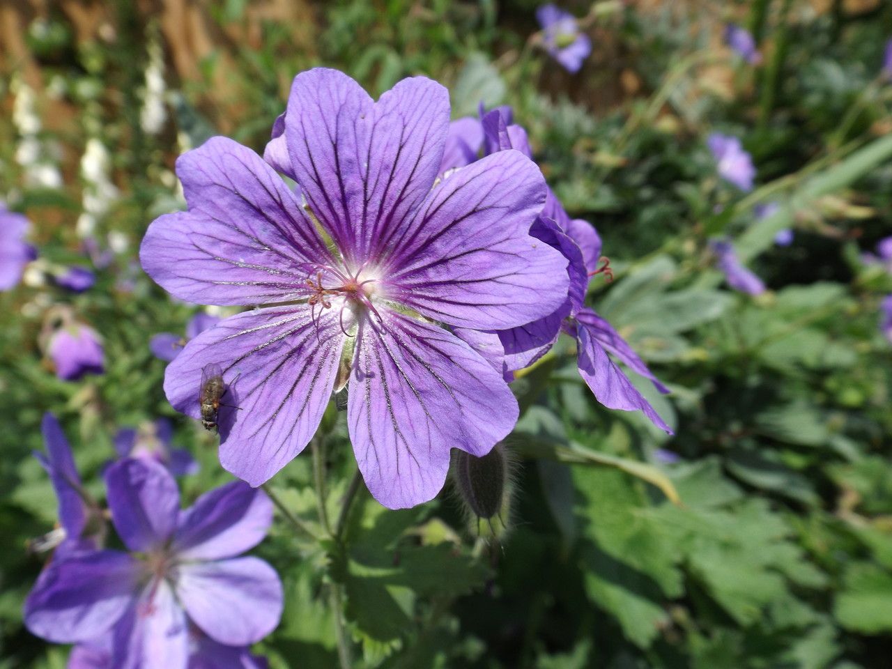 Geranium x magnificum flower