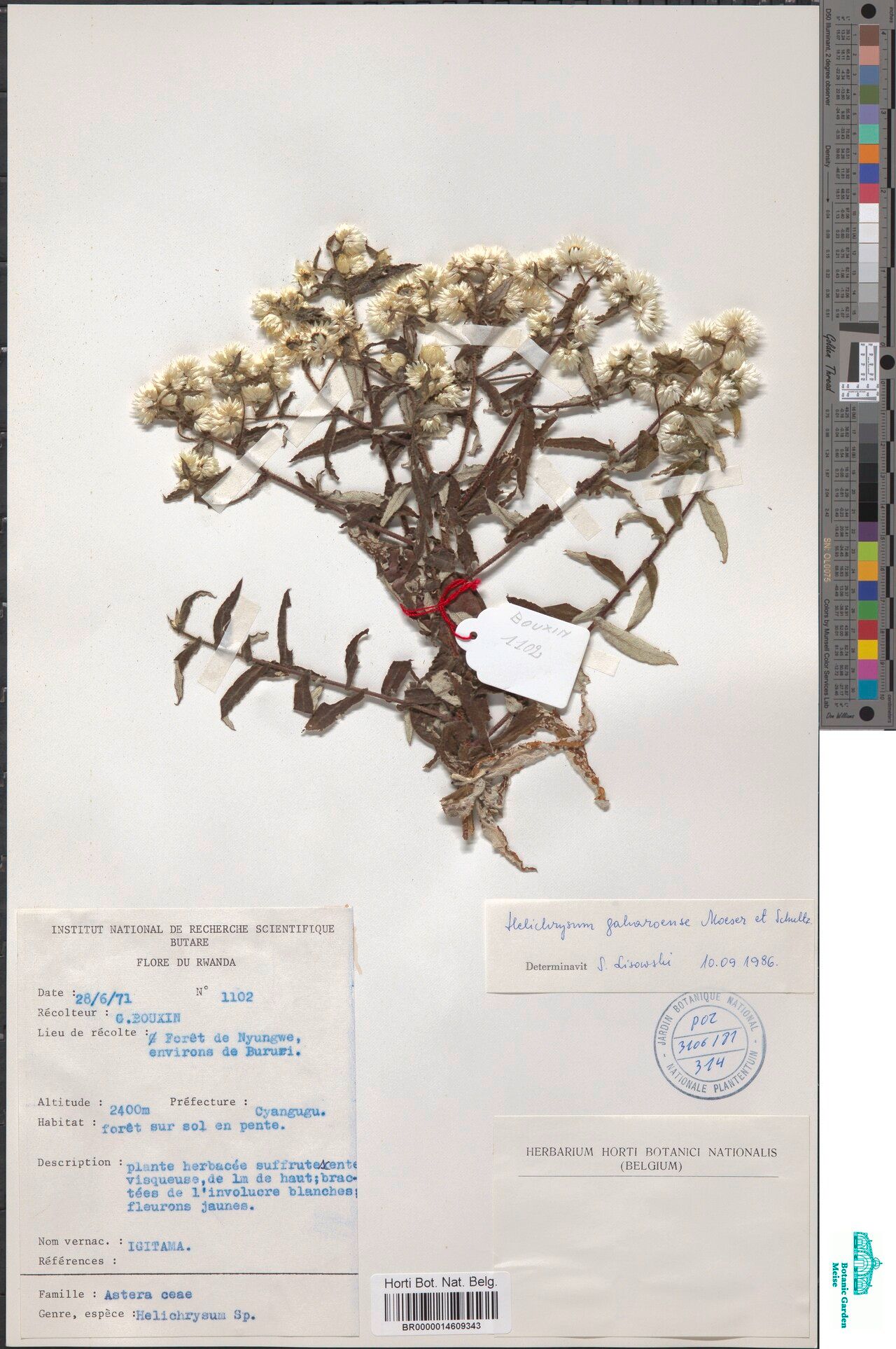 Helichrysum gaharoense — search result for 'Helichrysum'