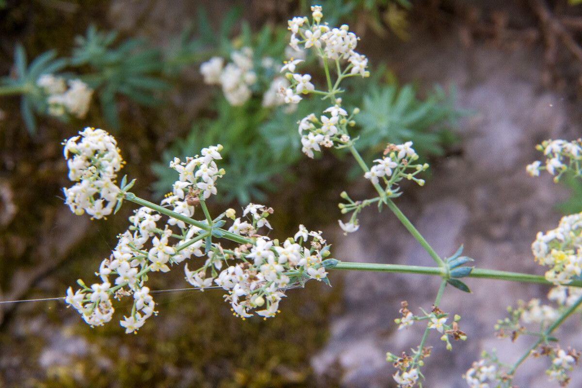 Galium aetnicum flower