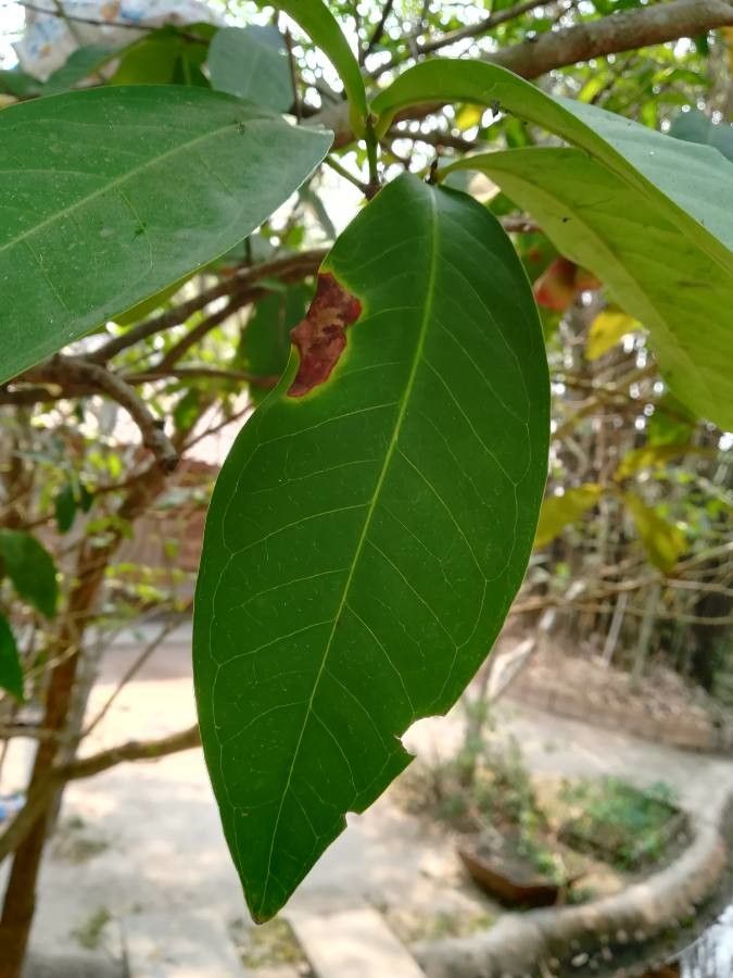 Syzygium samarangense — search result for 'Myrtaceae'