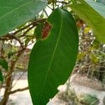 Syzygium samarangense