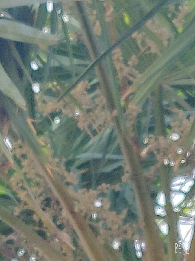 Copernicia alba flower