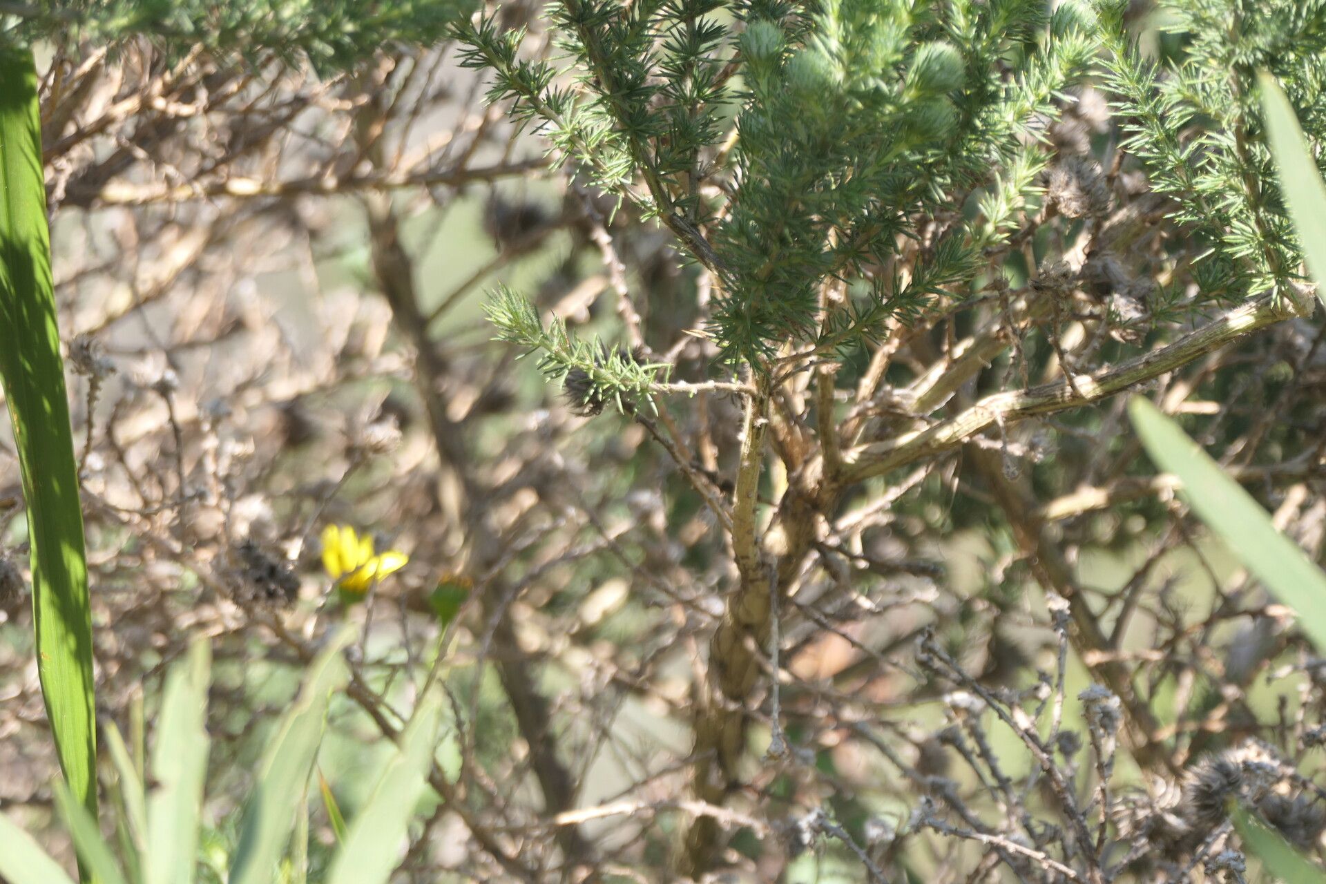 Aspalathus chenopoda bark