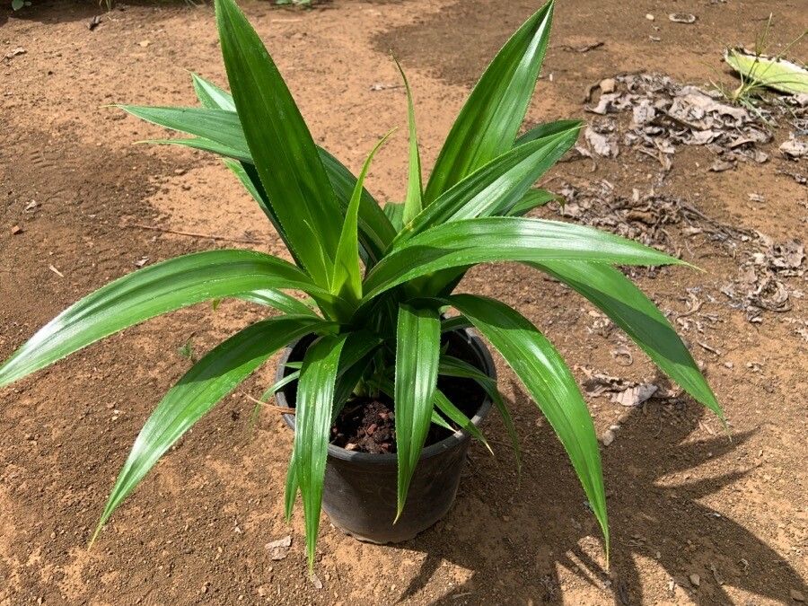 Pandanus dubius habit
