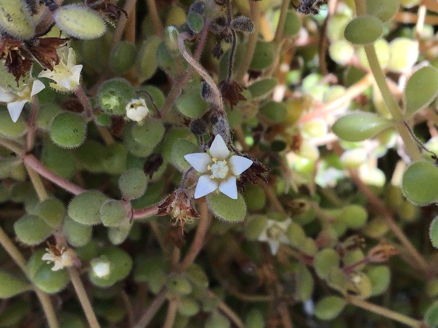Crassula expansa flower