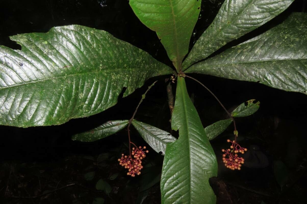 Ardisia brenesii — search result for 'Ardisia'