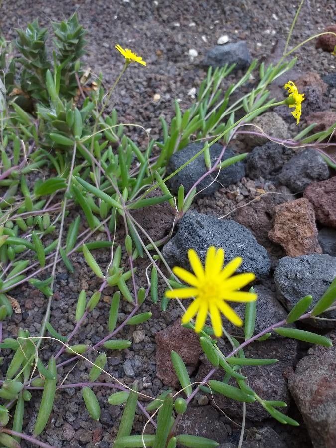 Bergeranthus multiceps flower