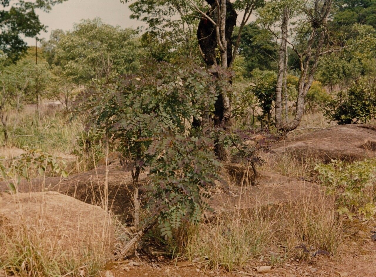 Albizia antunesiana habit