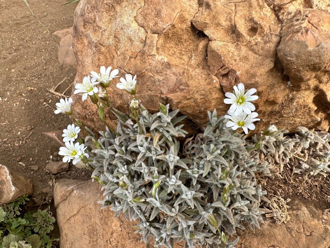 Cerastium gibraltaricum habit