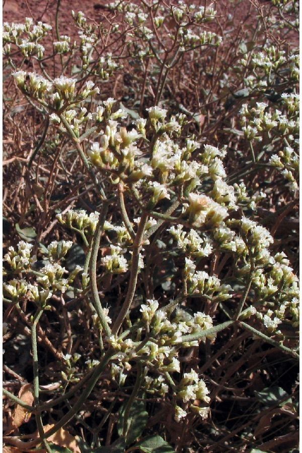 Eriogonum corymbosum — search result for 'Eriogonum'